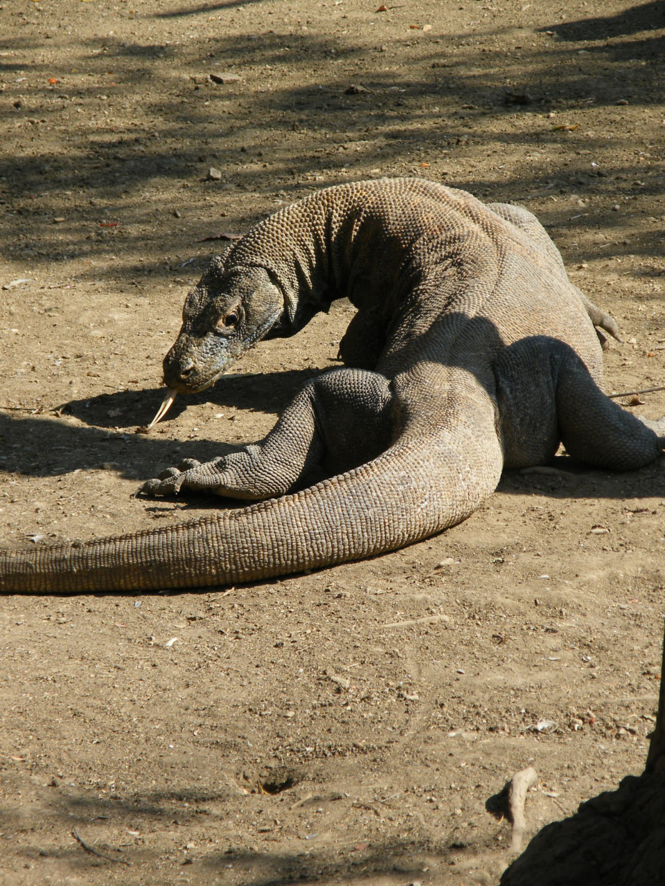 Varan de Komodo